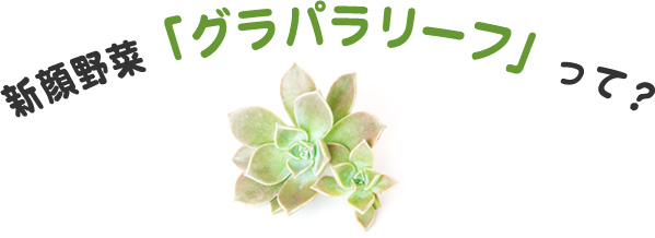 新顔野菜「グラパラリーフ」って？